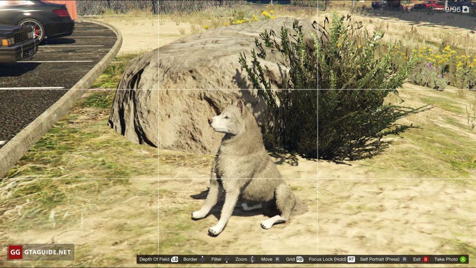 Wildlife Photography Challenge in GTA 5 — GTA Guide